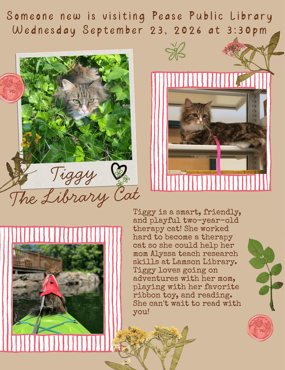 tiggy the library cat (1)